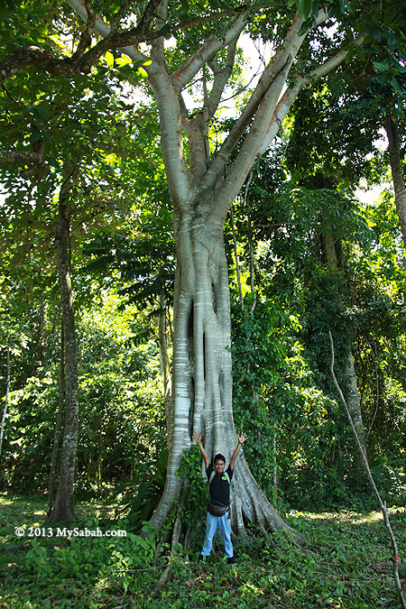 Nunuk tree