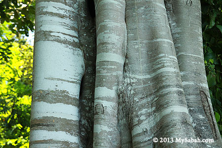 bark of Nunuk tree