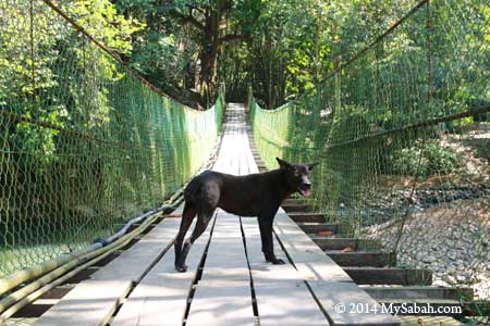 dog on hanging bridge