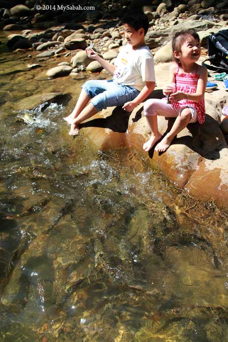 kids feeding fishes