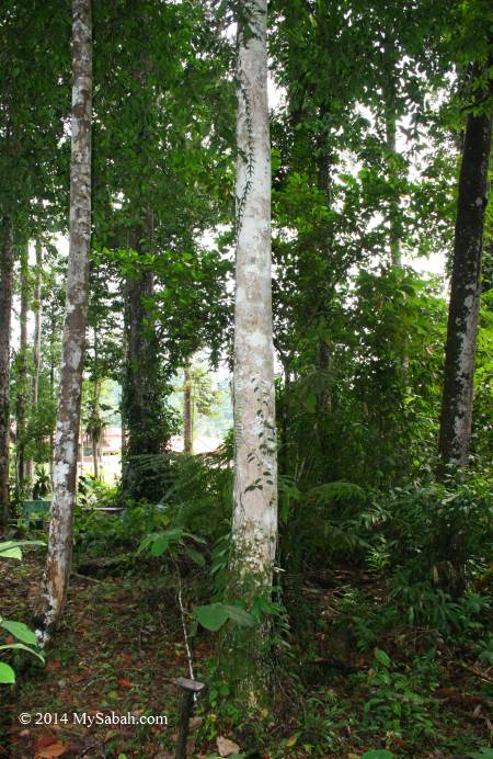 Gaharu tree