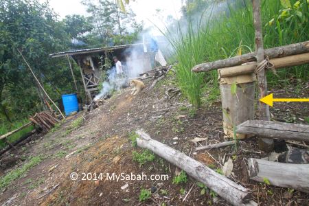 hollow log for honey bees