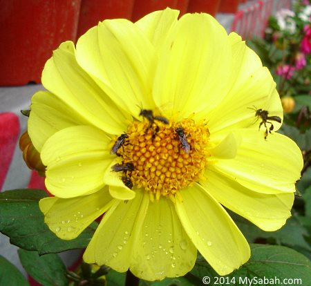 stingless bees collecting nectar