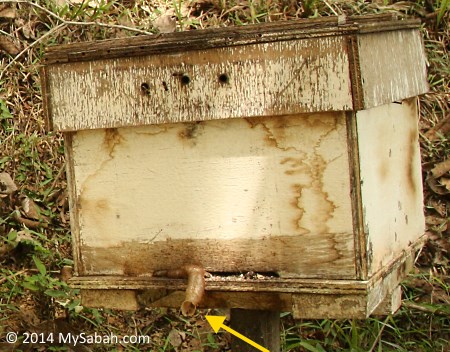 stingless bee hive