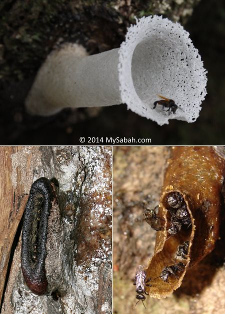 different types of stingless bee (Trigona genus)