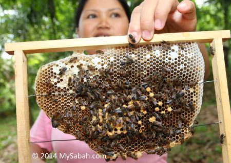 close-up of honeycomb