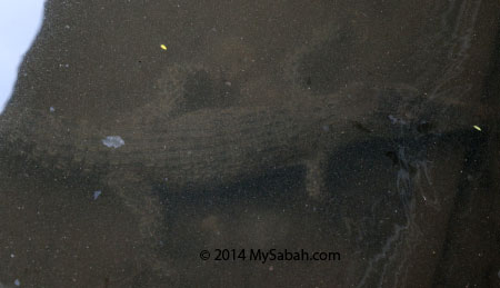 crocodile under water