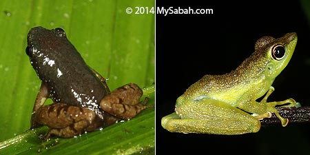 frogs in forest