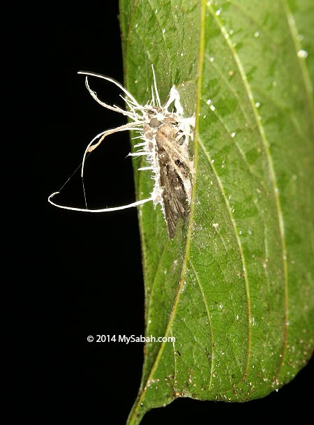 moth infested by mind control fungi