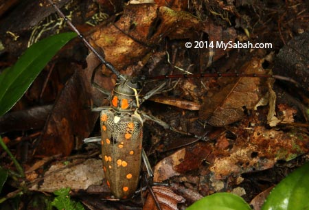 long-horned beetle