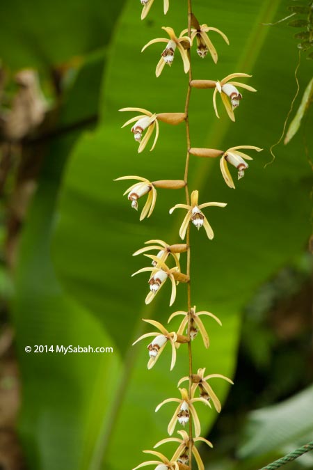 lace orchid