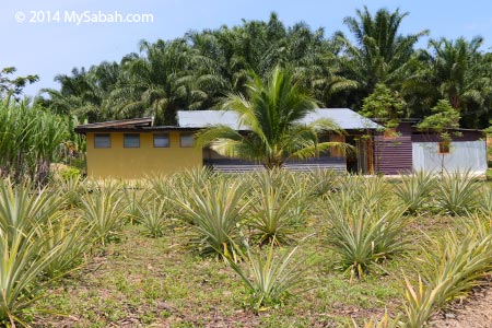 house of Tenom farmstay