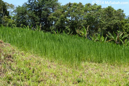 grasses for goats