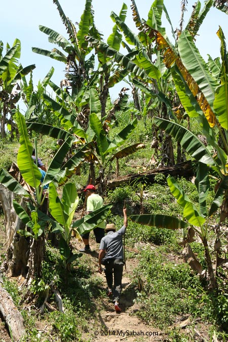 banana plantation