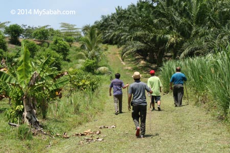 Tenom farmland