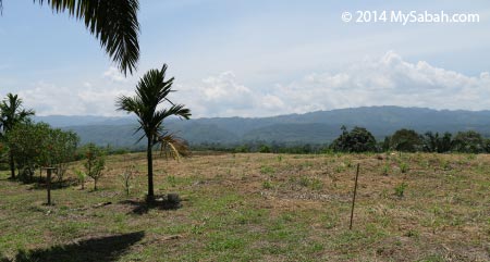 open view of Tenom