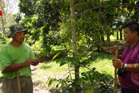 Guyabano tree