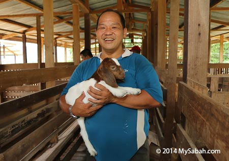 cuddling a baby goat