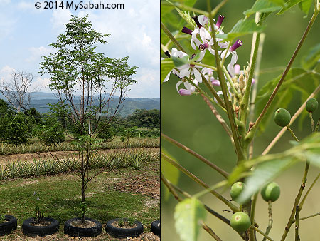 Neem tree