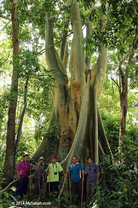 giant softwood tree