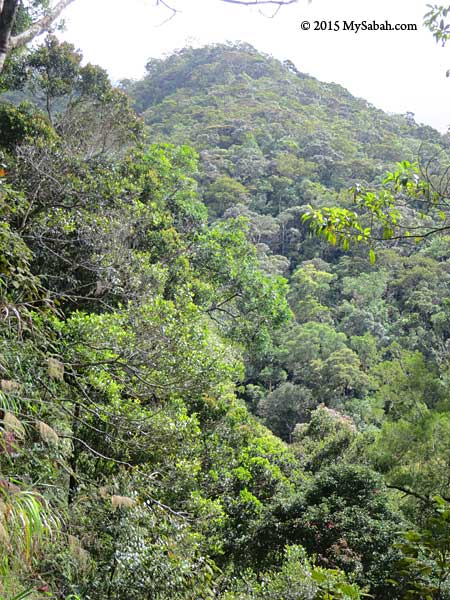 view of forest