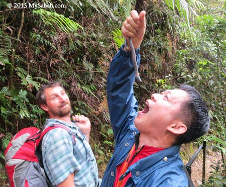 giant earthworm of Kinabalu Park