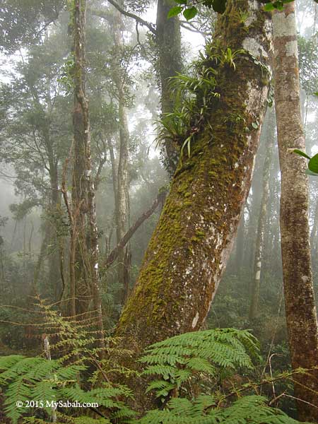 mossy montane forest