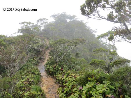 nature trail in the forest