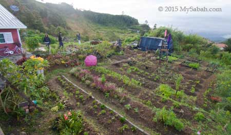 little farm in Little Hut