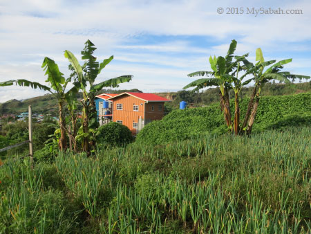 farm and banana trees