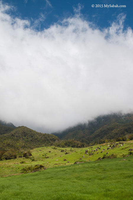 grassland of Mesilau