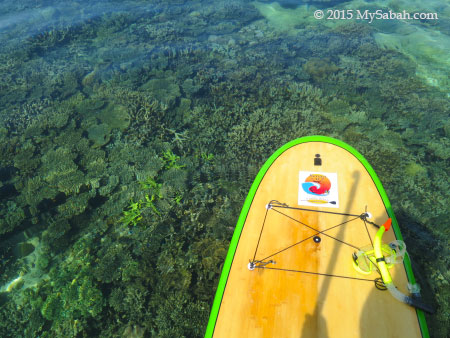 Corals of Sapi Island