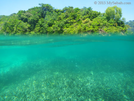 corals under the sea surface of Sapi