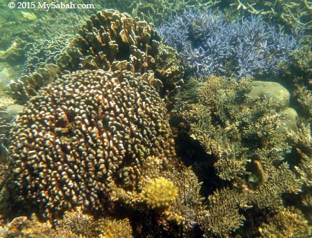 corals of Pulau Sapi