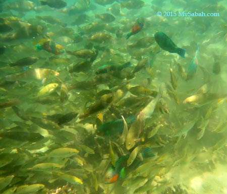 big school of foraging fishes