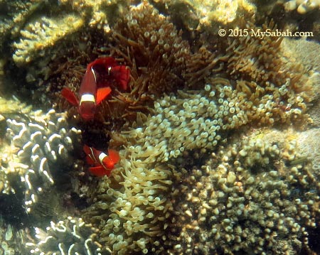 Clownfish of Sapi Island