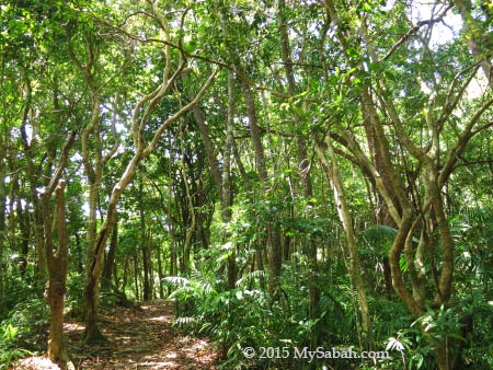 island forest of Sapi