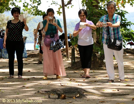 tourists taking photos of monitor lizard