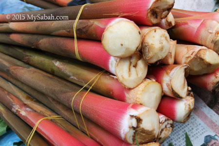 stems of Tuhau for sale