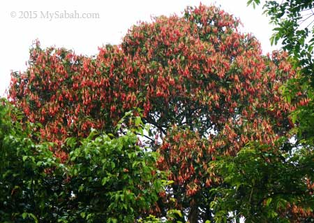 flowering dipterocarp tree