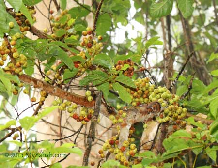 fruiting fig tree