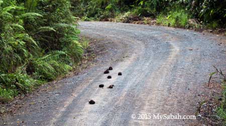 elephant dungs on the road