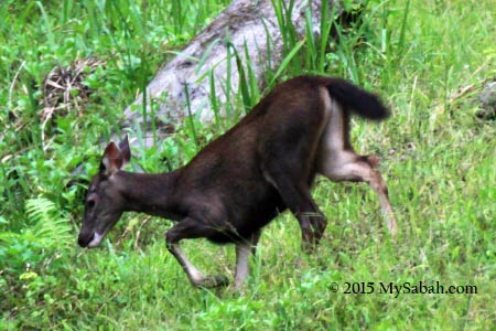 female Sambar deer