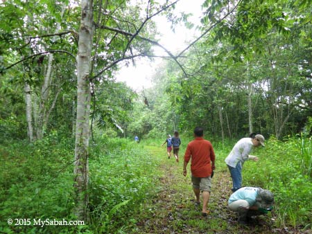 tree replanting area