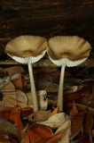 imbak-canyon-img_0385