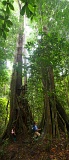 maliau-basin-tall-trees