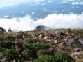 mount-kinabalu-asc01201 Kekayaan dan Kepelbagaian Bio-Diversiti Gunung Kinabalu