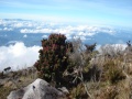 mount-kinabalu-asc01203 Kekayaan dan Kepelbagaian Bio-Diversiti Gunung Kinabalu