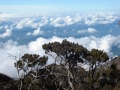 mount-kinabalu-asc01215 Kekayaan dan Kepelbagaian Bio-Diversiti Gunung Kinabalu