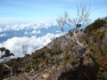mount-kinabalu-asc01218 Kekayaan dan Kepelbagaian Bio-Diversiti Gunung Kinabalu